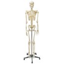 Homo Skelett aus unzerbrechlichem Kunststoff Standardmodell