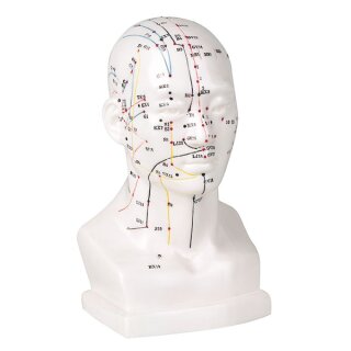 Akupunkturmodell - Kopfmodell